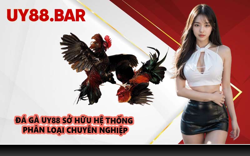 Đá Gà UY88 Sở Hữu Hệ Thống Phân Loại Chuyên Nghiệp